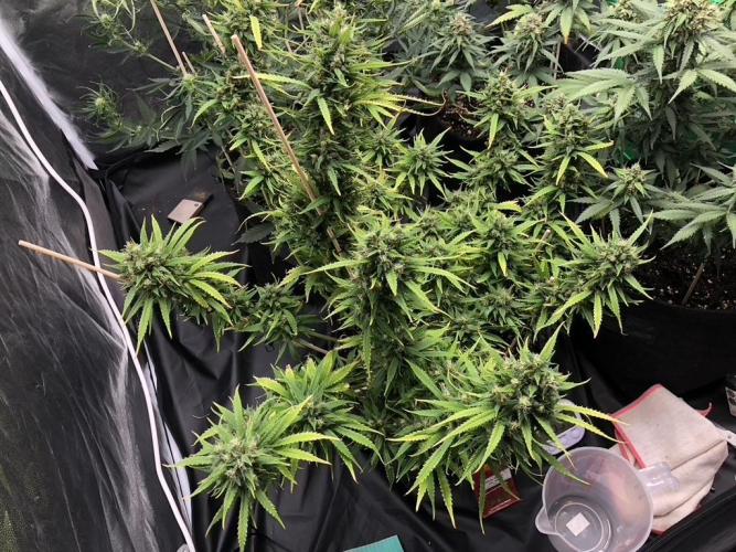 White Widow XXL, Banana Blaze, Kong 4. Week 12