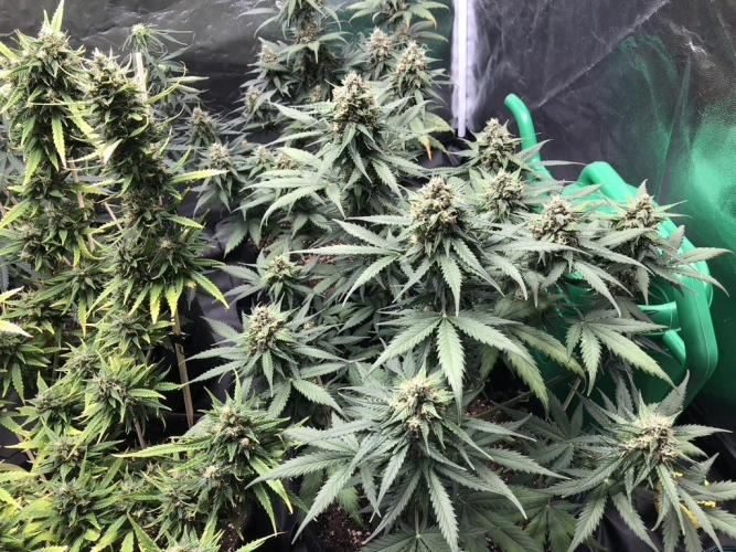 White Widow XXL, Banana Blaze, Kong 4. Week 12