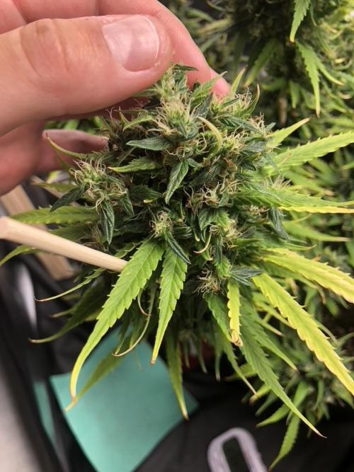 White Widow XXL, Banana Blaze, Kong 4. Week 12