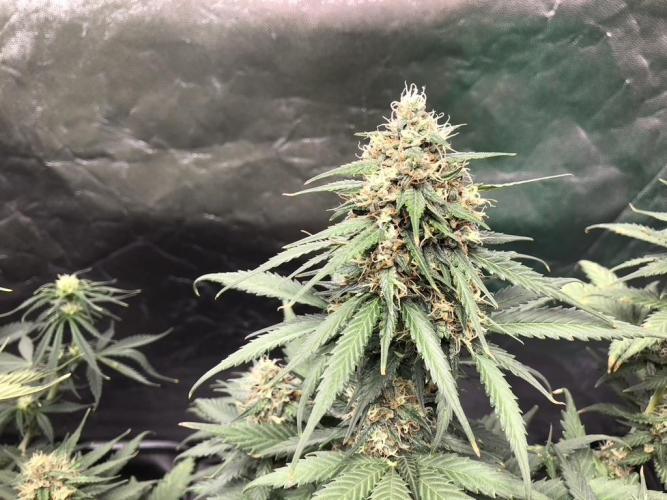 White Widow XXL, Banana Blaze, Kong 4. Week 12