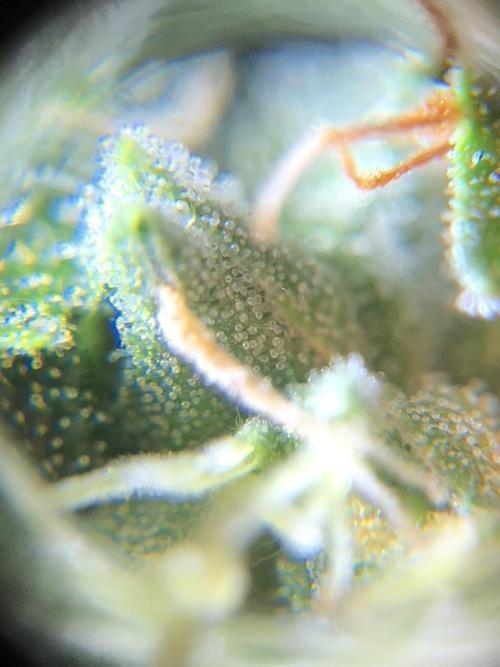 White Widow XXL, Banana Blaze, Kong 4. Week 12