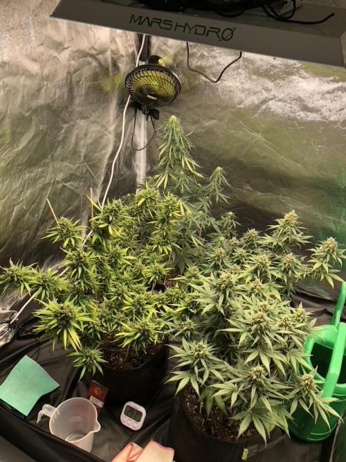 White Widow XXL, Banana Blaze, Kong 4. Week 12