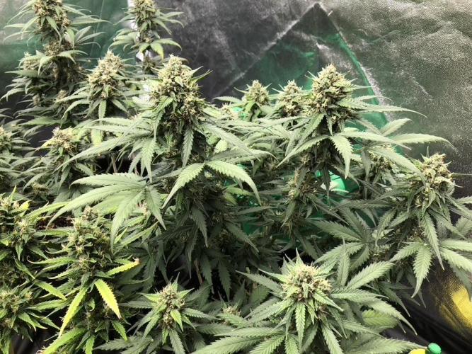 White Widow XXL, Banana Blaze, Kong 4. Week 12