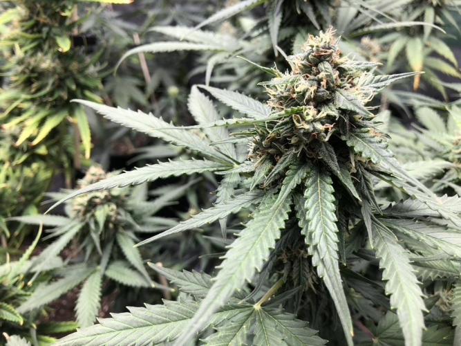 White Widow XXL, Banana Blaze, Kong 4. Week 12