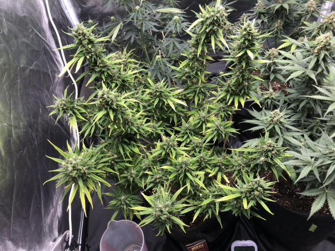 White Widow XXL, Banana Blaze, Kong 4. Week 12