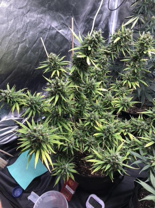 White Widow XXL, Banana Blaze, Kong 4. Week 12