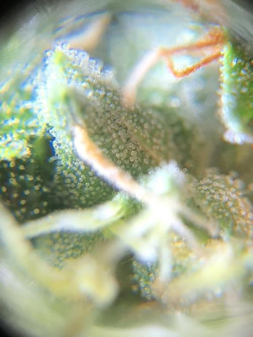 White Widow XXL, Banana Blaze, Kong 4. Week 12