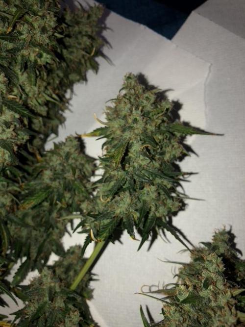 White Widow XXL, Banana Blaze, Kong 4. Week 13