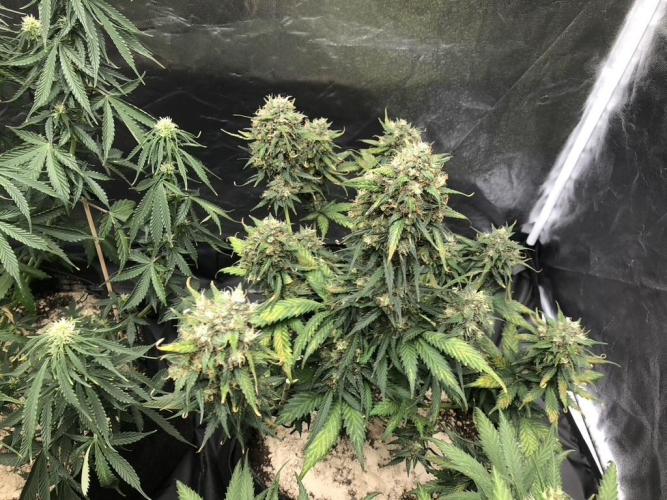 White Widow XXL, Banana Blaze, Kong 4. Week 13