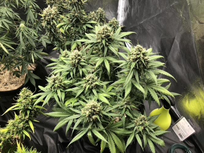 White Widow XXL, Banana Blaze, Kong 4. Week 13