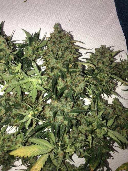 White Widow XXL, Banana Blaze, Kong 4. Week 13