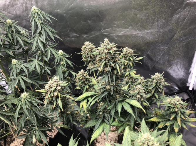 White Widow XXL, Banana Blaze, Kong 4. Week 13