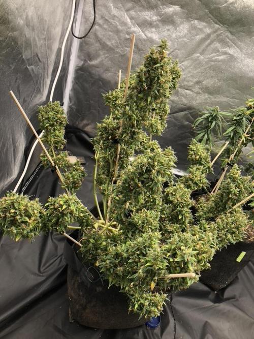 White Widow XXL, Banana Blaze, Kong 4. Week 13