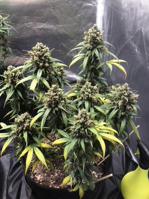 White Widow XXL, Banana Blaze, Kong 4. Week 13