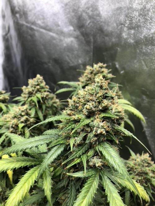 White Widow XXL, Banana Blaze, Kong 4. Week 13