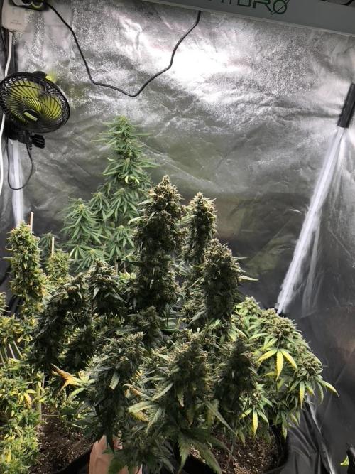 White Widow XXL, Banana Blaze, Kong 4. Week 13