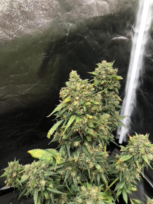 White Widow XXL, Banana Blaze, Kong 4. Week 13