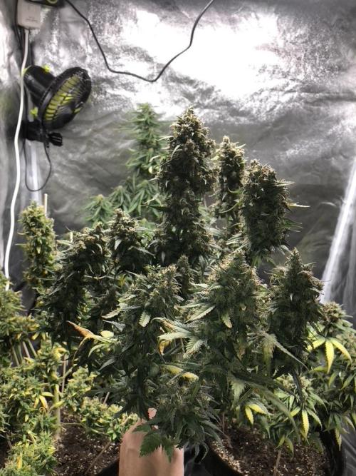 White Widow XXL, Banana Blaze, Kong 4. Week 13