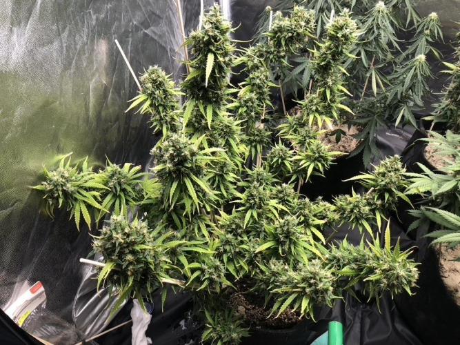 White Widow XXL, Banana Blaze, Kong 4. Week 13