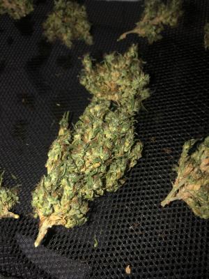 Comment by Kush8 photo #1