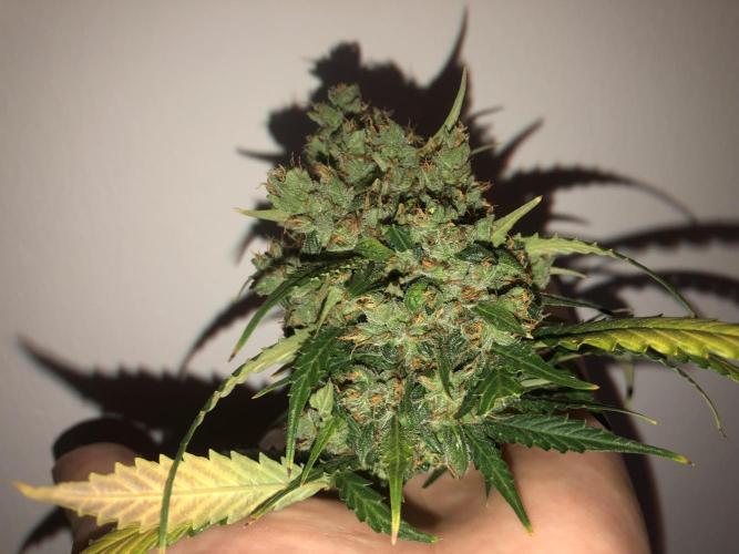 White Widow XXL, Banana Blaze, Kong 4. Week 13