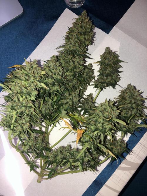 White Widow XXL, Banana Blaze, Kong 4. Week 13