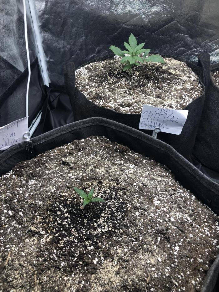 Mimosa and Critical Orange | 4 Autos. Week 0