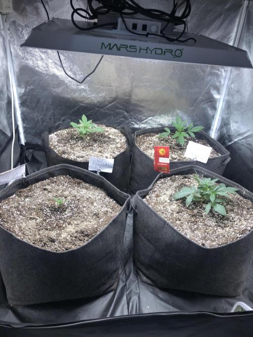 Mimosa and Critical Orange | 4 Autos. Week 1