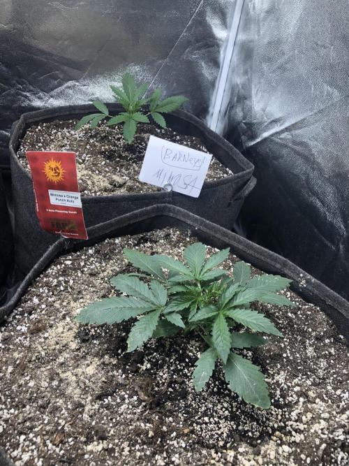 Mimosa and Critical Orange | 4 Autos. Week 1