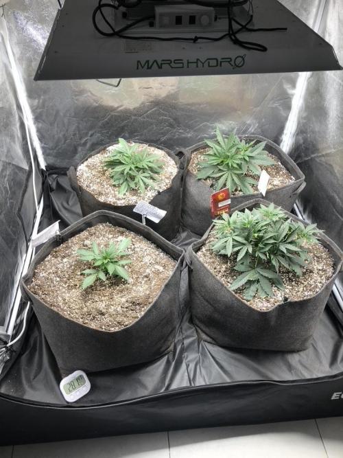 Mimosa and Critical Orange | 4 Autos. Week 2