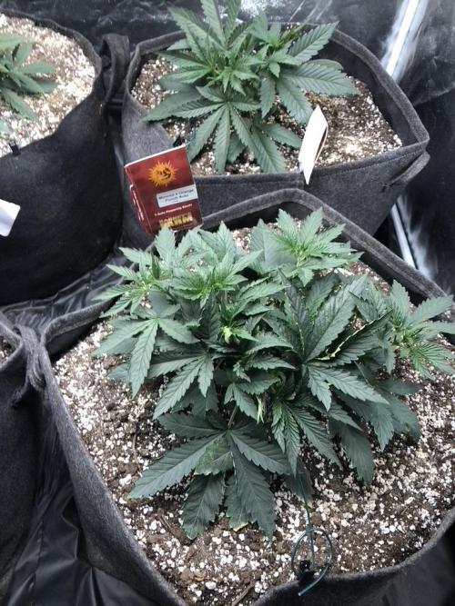 Mimosa and Critical Orange | 4 Autos. Week 2