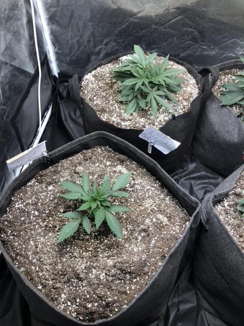 Mimosa and Critical Orange | 4 Autos. Week 2