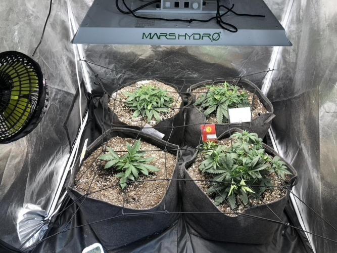 Mimosa and Critical Orange | 4 Autos. Week 2