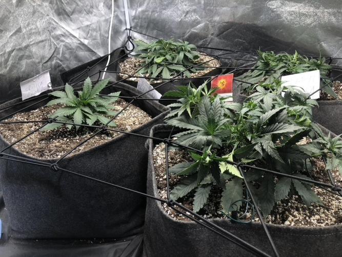 Mimosa and Critical Orange | 4 Autos. Week 2