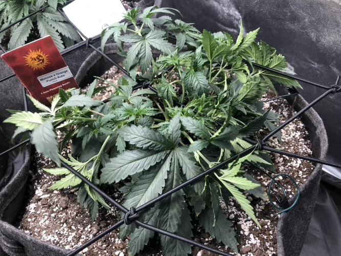 Mimosa and Critical Orange | 4 Autos. Week 2