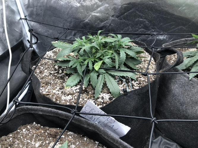 Mimosa and Critical Orange | 4 Autos. Week 2