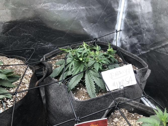 Mimosa and Critical Orange | 4 Autos. Week 2