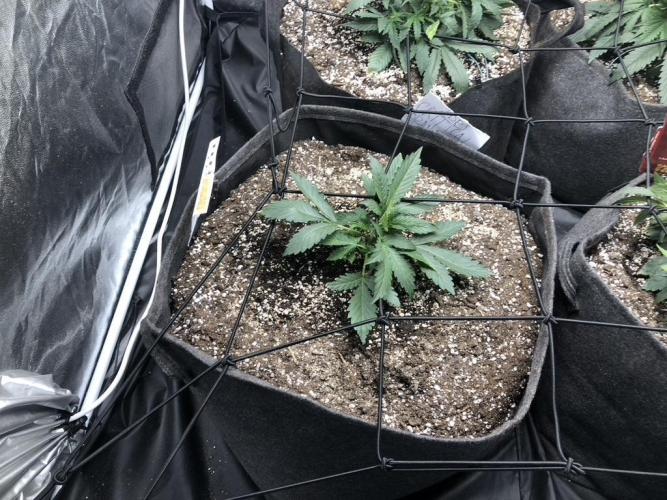 Mimosa and Critical Orange | 4 Autos. Week 2