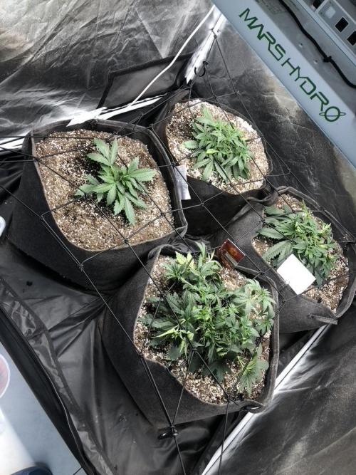 Mimosa and Critical Orange | 4 Autos. Week 2