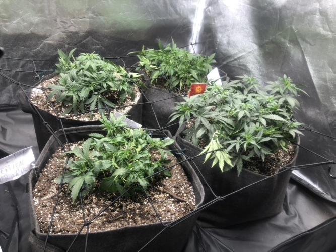 Mimosa and Critical Orange | 4 Autos. Week 4