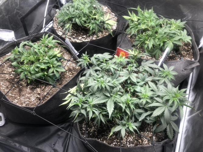 Mimosa and Critical Orange | 4 Autos. Week 4