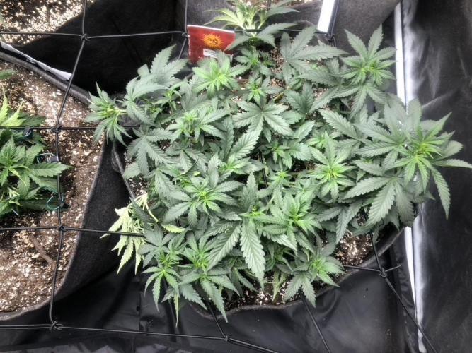 Mimosa and Critical Orange | 4 Autos. Week 4