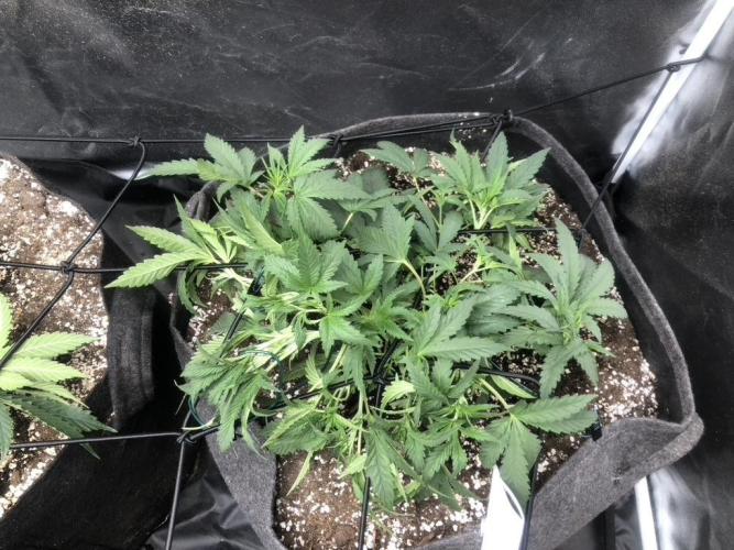 Mimosa and Critical Orange | 4 Autos. Week 4