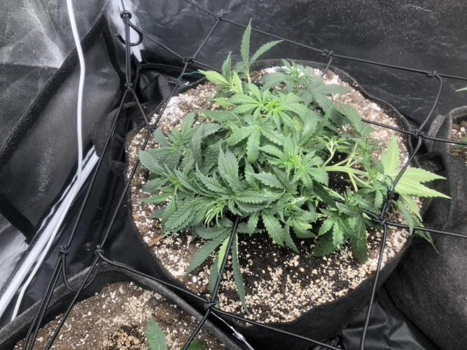 Mimosa and Critical Orange | 4 Autos. Week 4
