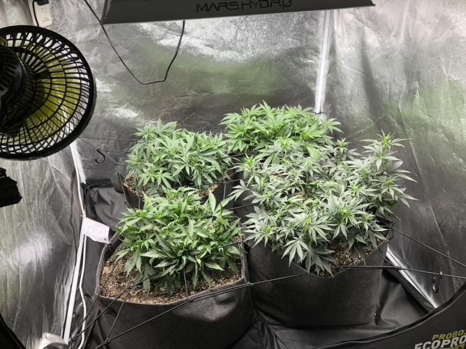 Mimosa and Critical Orange | 4 Autos. Week 5