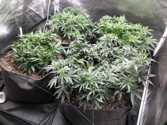 Mimosa and Critical Orange | 4 Autos. Week 5