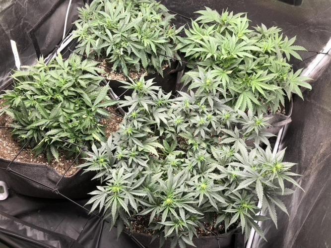 Mimosa and Critical Orange | 4 Autos. Week 5