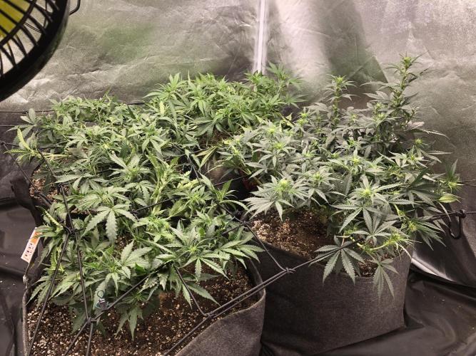 Mimosa and Critical Orange | 4 Autos. Week 5