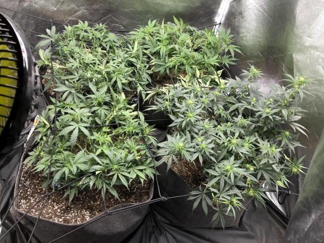 Mimosa and Critical Orange | 4 Autos. Week 5