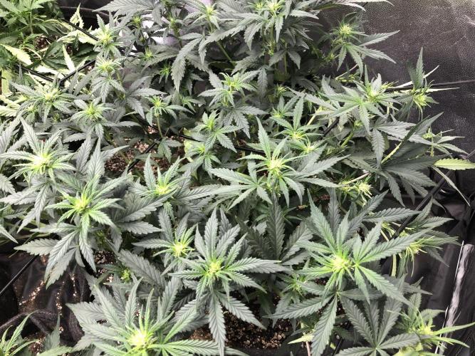 Mimosa and Critical Orange | 4 Autos. Week 5